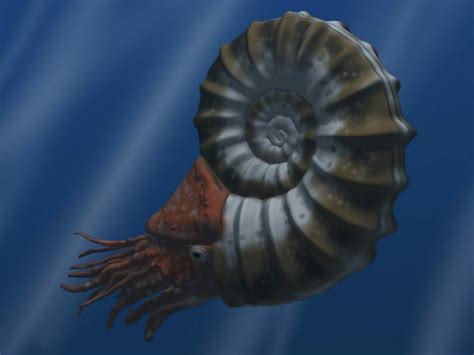 what did an ammonite look like